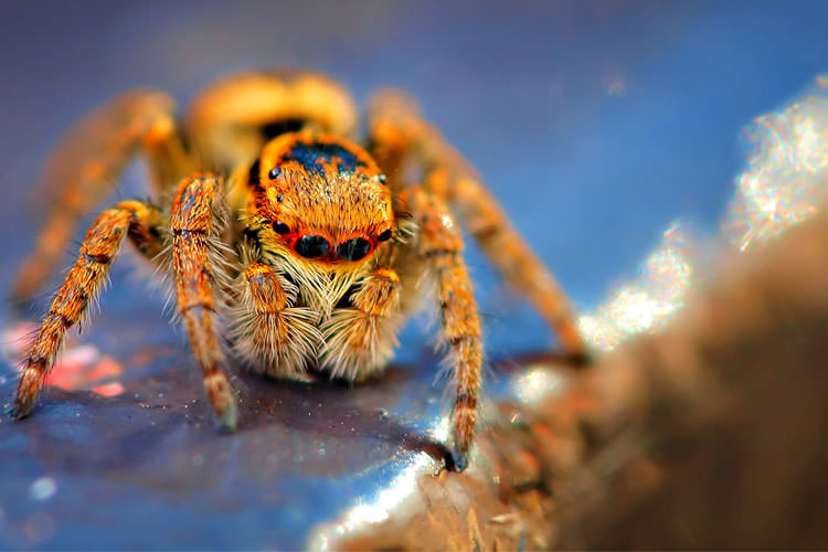 عکاسی ماکرو از حشرات