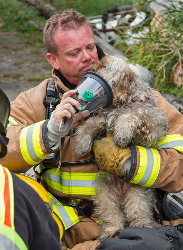 کمک آتشنشانان فداکار به حیوانات خانگی