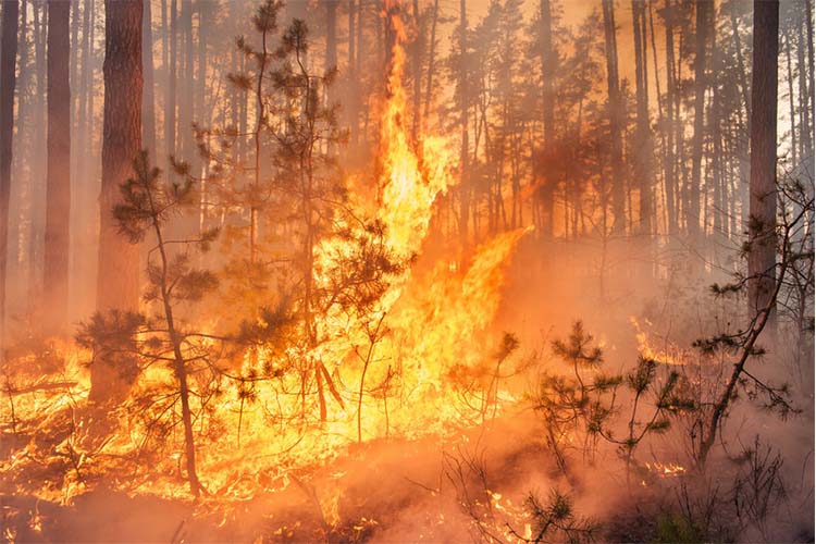 عوامل انسانی به مقدار بسیار زیادی در آتش‌سوزی جنگل ها نقش دارند