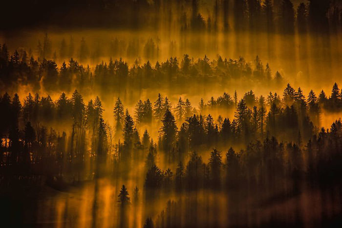 عکاسی از چشم انداز زیبای جنگل‌های اسلوونی