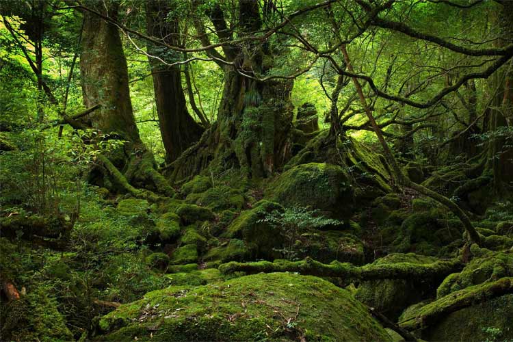 پروژه های عکاسی: زیبایی هیپنوتیزم کننده‌ جنگل های اسلوونی