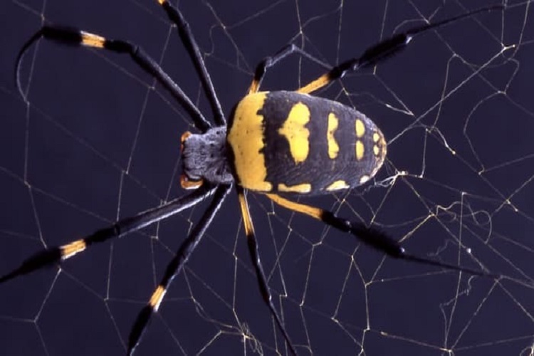 الهام گیری از تار عنکبوت برای ساخت الیاف خود جمع شونده