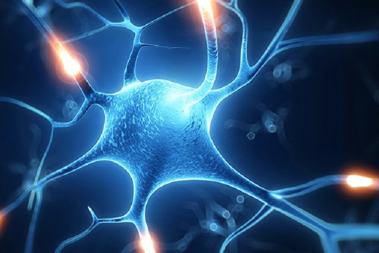 استفاده دانشمندان از میتوکندری متحرک برای ترمیم سلول‌ های آسیب‌ دیده‌ عصبی