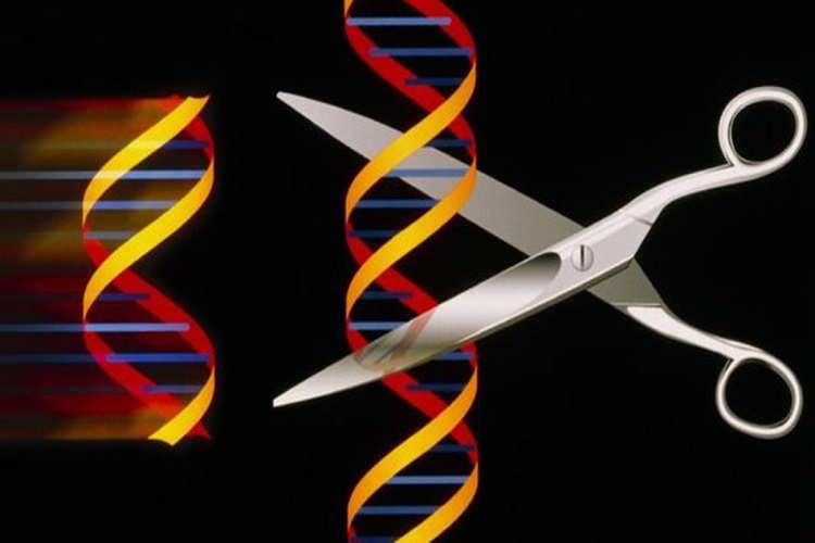 روشی جدید در ویرایش ژنتیکی و نزدیک‌تر شدن دانشمندان به درمان بیماری‌های لاعلاج