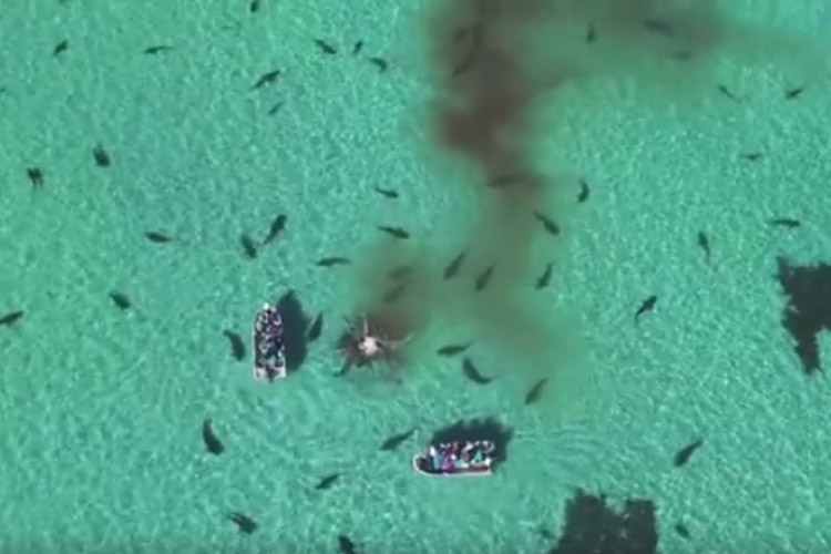 تماشا کنید: ویدیویی ثبت شده با پهپاد از تجمع ۷۰ کوسه در آب‌های ساحلی استرالیا