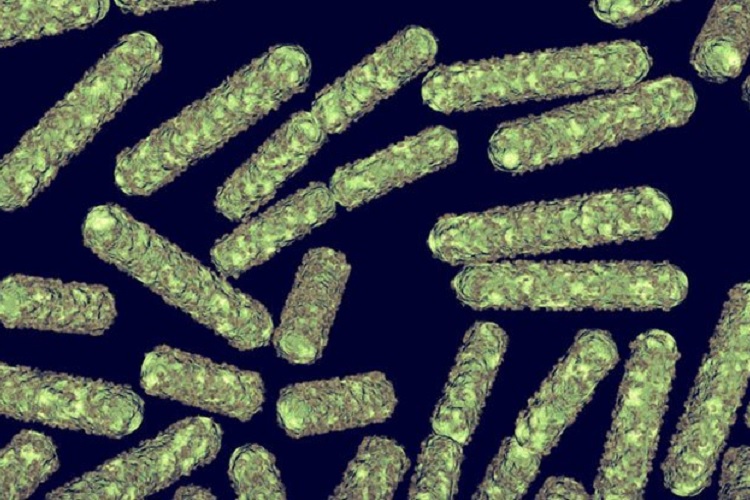 استفاده دانشمندان از باکتری‌ ها به عنوان هارد دیسک زیستی