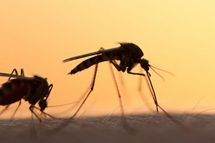  دانشمندان پروتئین انسانی را کشف کردند که از تکثیر ویروس Zika و مرگ سلولی جلوگیری می کند