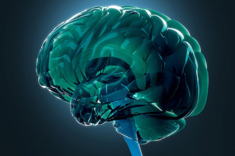 شناسایی ۱۸۰ منطقه جدید در مغز انسان