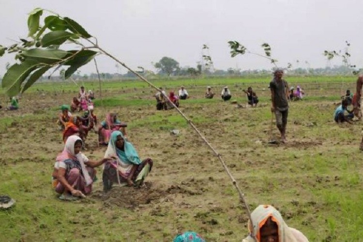 کاشت ۵۰ میلیون درخت در طول ۲۴ ساعت در هندوستان