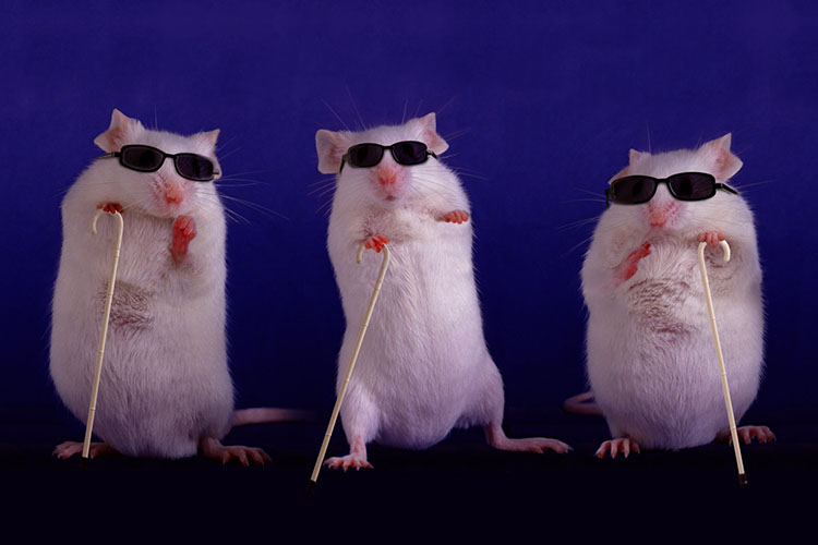 پژوهشگران برای نخستین بار بخشی از بینایی موش‌ های کور را باز گرداندند