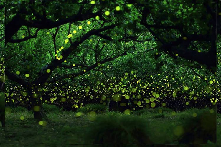 چشم اندازی باشکوه از سوسوی کرم های شب‌تاب در ژاپن