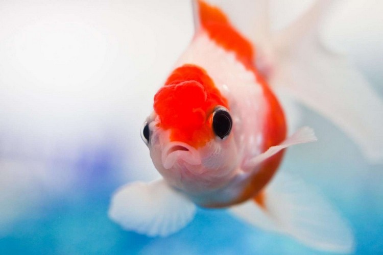 پرسش های بزرگ: آیا ماهی ها هم احساس دارند؟
