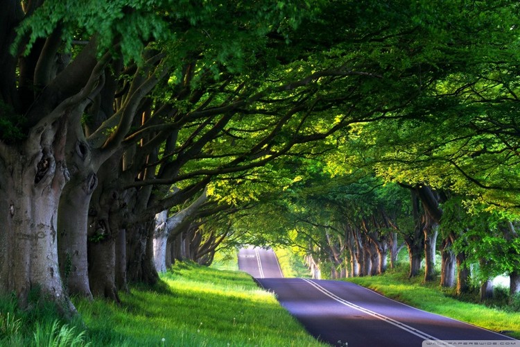 نگاه به درختان باعث کاهش سطح استرس افراد می شود