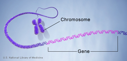 ژن و کروموزوم