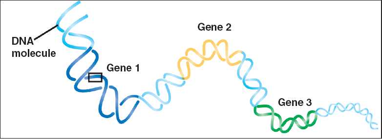 ساختار ژن