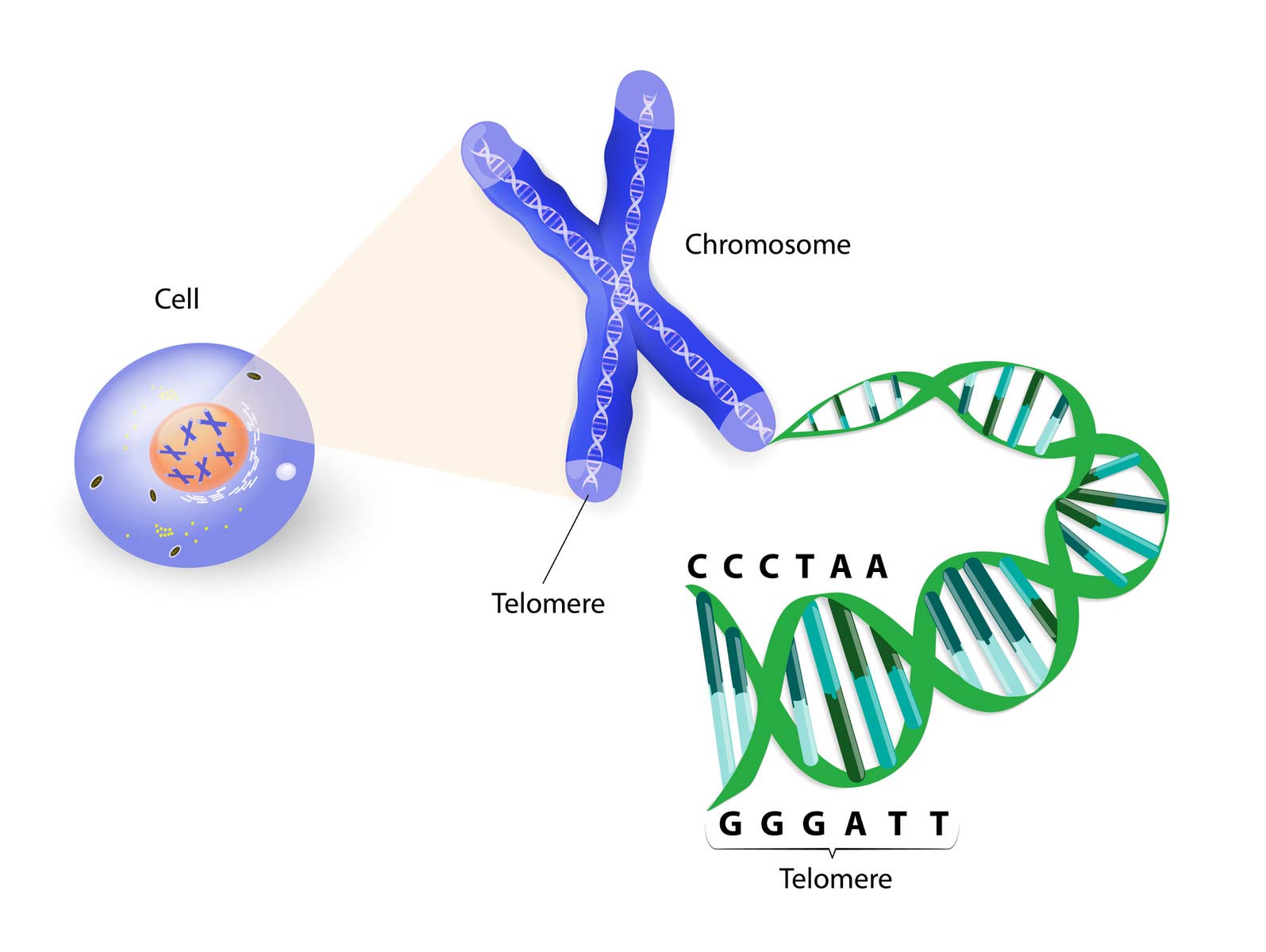 تلومر / telomere