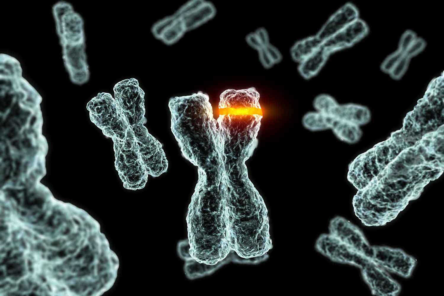 کروموزم / Chromosome