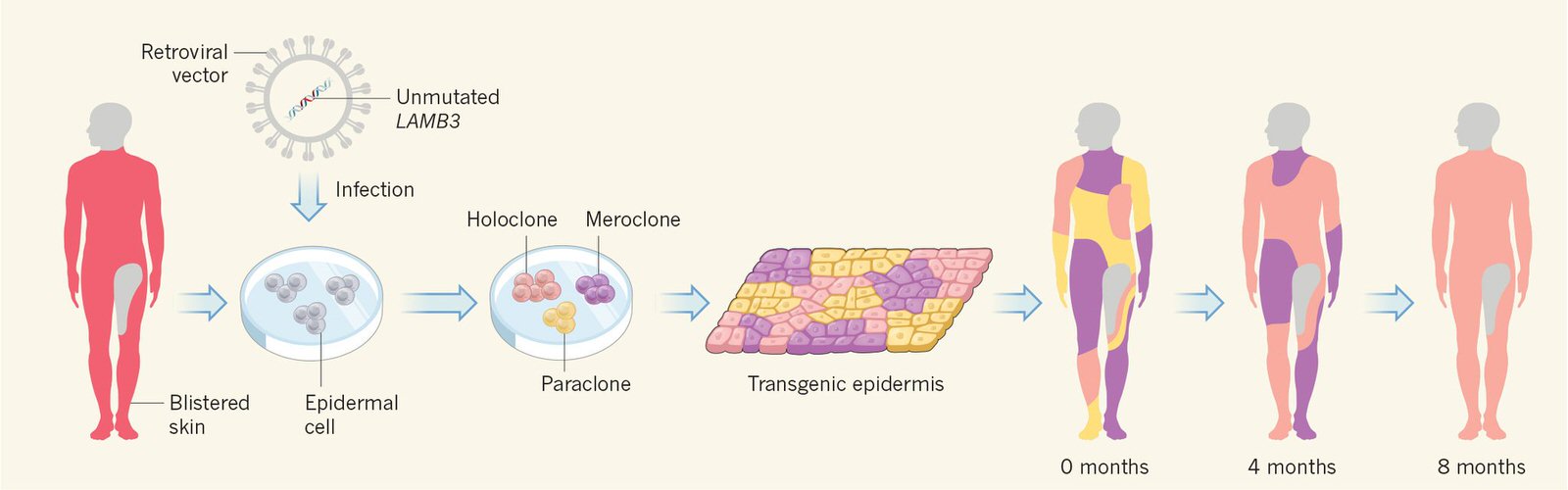 ژن درمانی پوست / skin gene thearpy