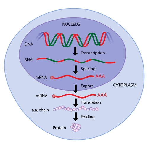 مراحل پروتئین‌سازی / translation steps