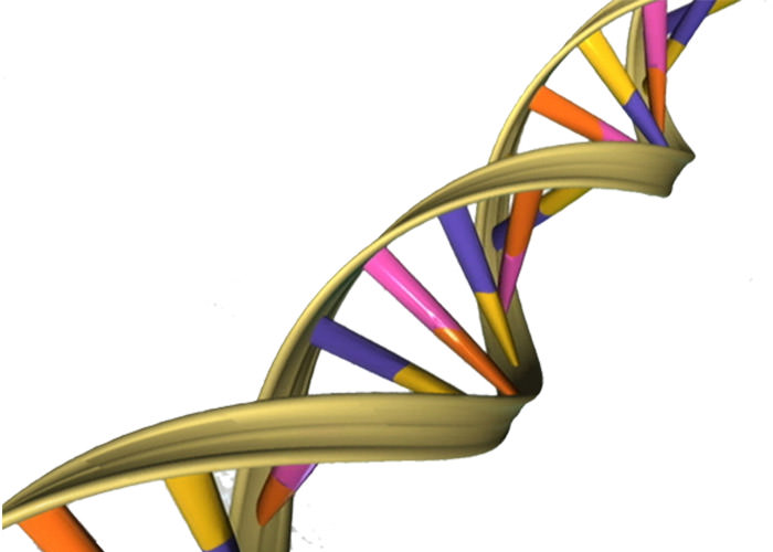 ساختار DNA دو رشته ای