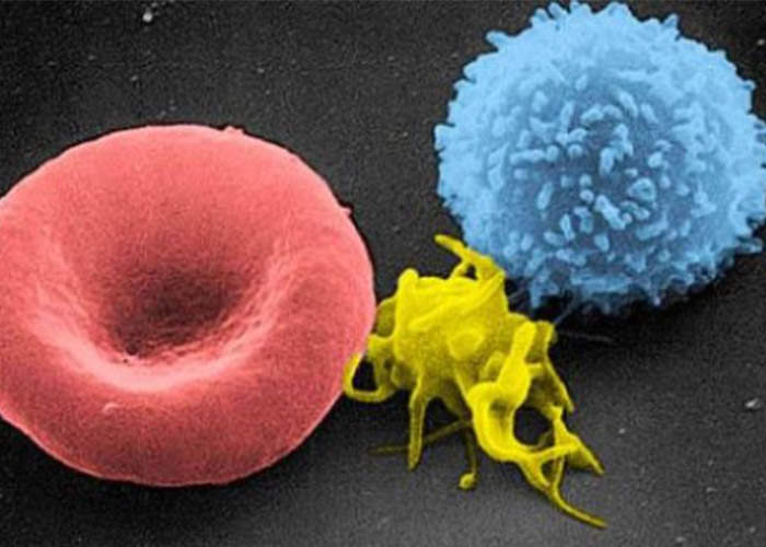 سلول های خونی