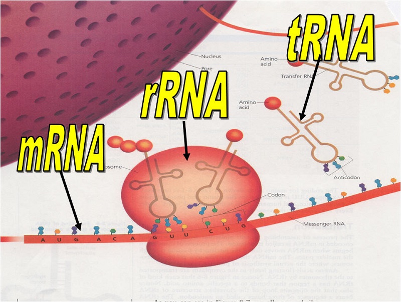 rRNA