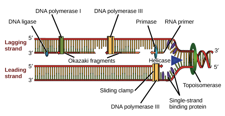 همانندسازی DNA قبل از تکثیر