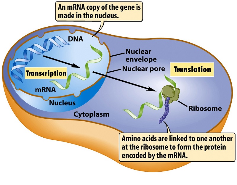 سلول و DNA و پروتئین