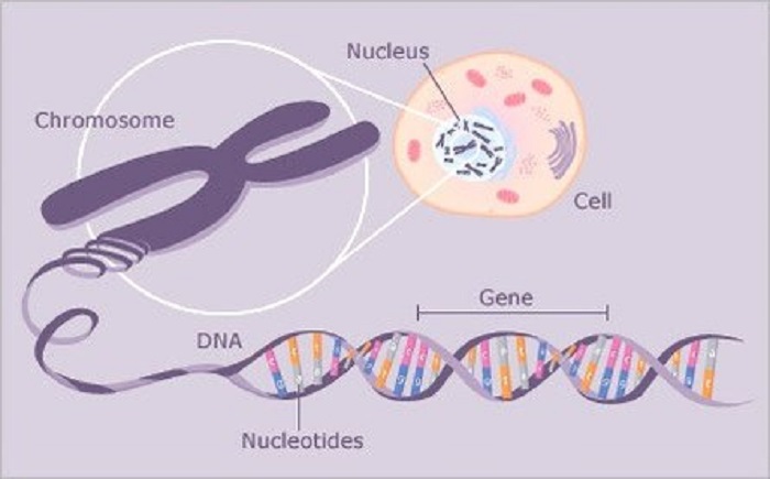 DNA و کروموزم