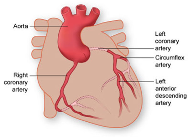 coronery artery