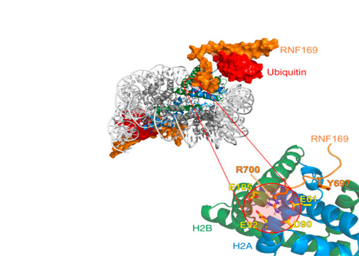 ubiquitin