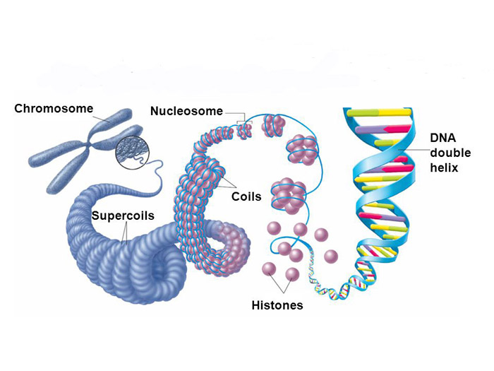 nucleozome