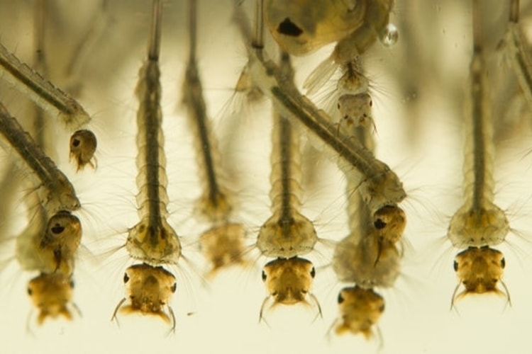 درمان موفقیت‌آمیز مالاریا با استفاده از پوست خرچنگ