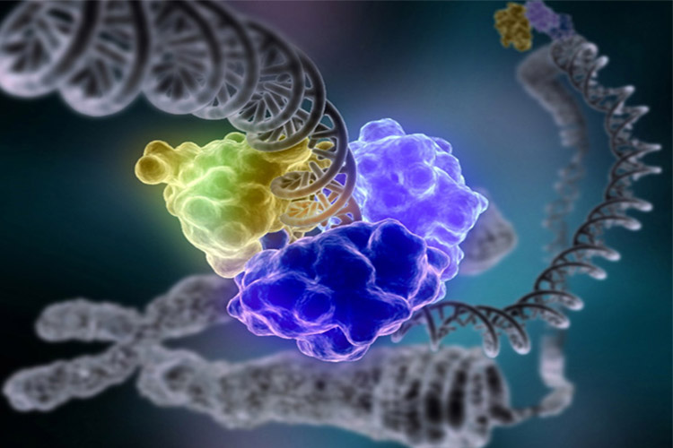 کشفی کلیدی در سازوکار ترمیم مولکول DNA