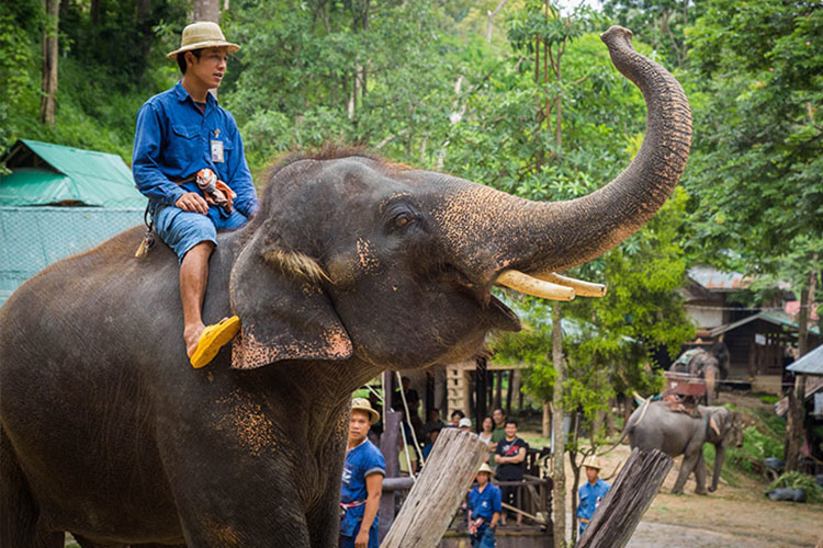 با کمپ فیل های Maesa در چیانگ‌ مای تایلند آشنا شوید