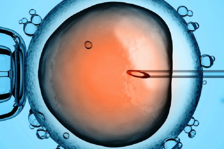 ویرایش ژنتیکی موفقیت‌آمیز جنین انسان برای نخستین بار در پورتلند