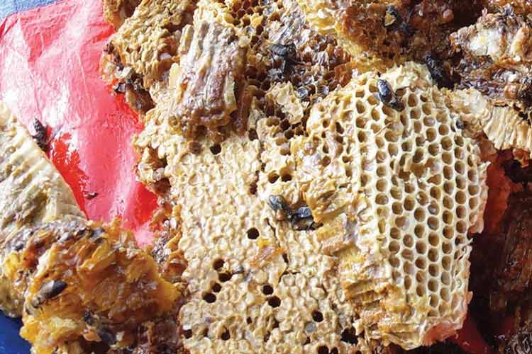 بزرگترین زنبورهای عسل جهان در هیمالیا، عسل روانگردان تولید می کنند!