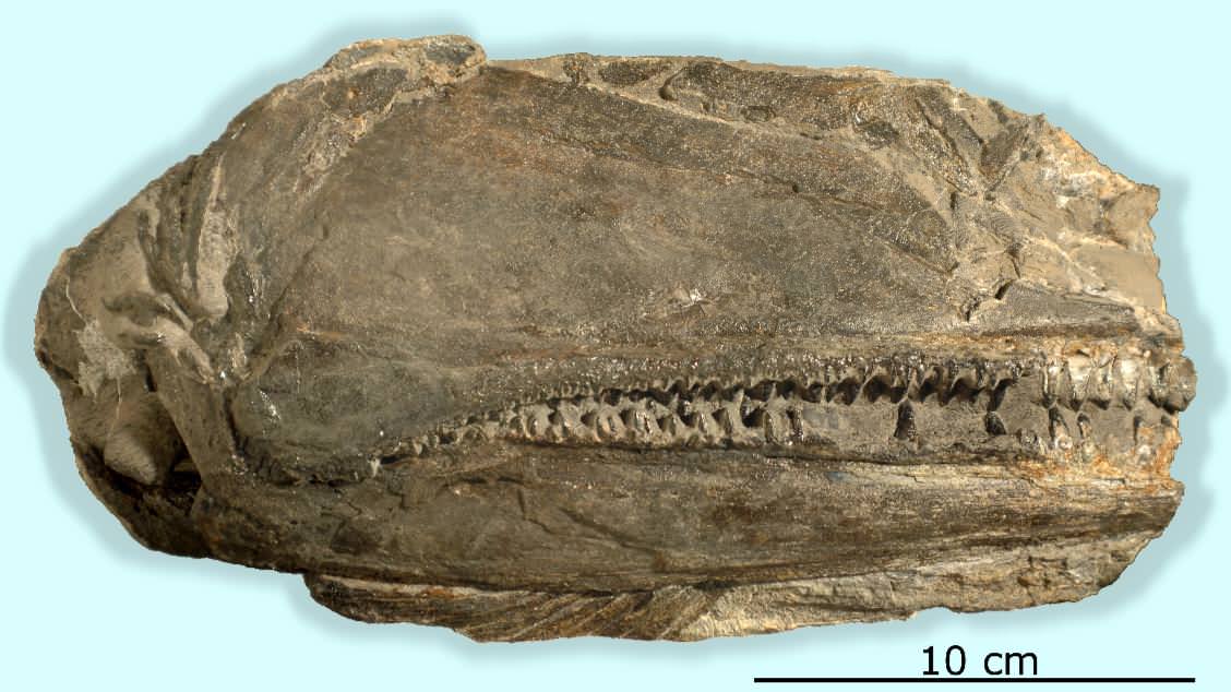 Birgeria americana fossil