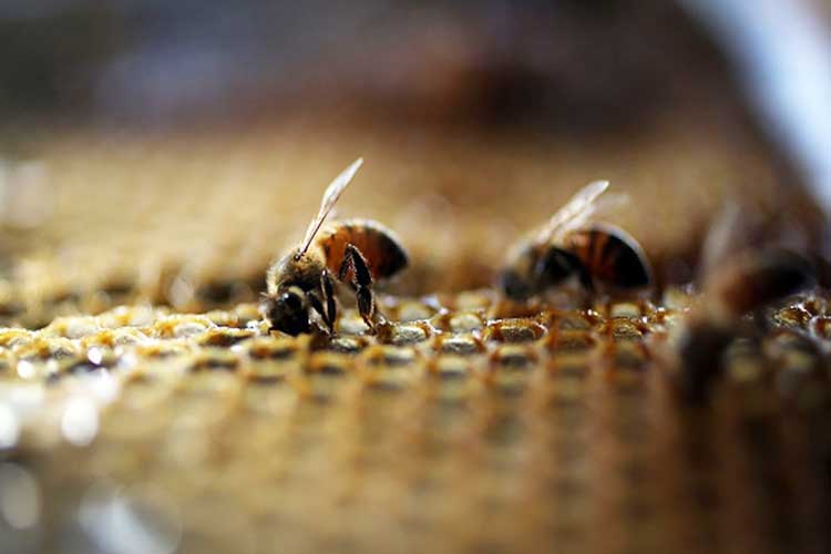 زنبورهای عسل نخستین حشراتی هستند که مفهوم صفر را درک می‌کنند