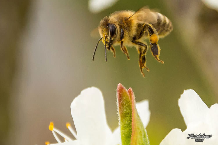 یافته جدید: زنبورها مفهوم عددی صفر را درک می‌کنند