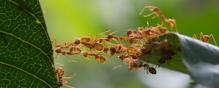مورچه ژنتیک