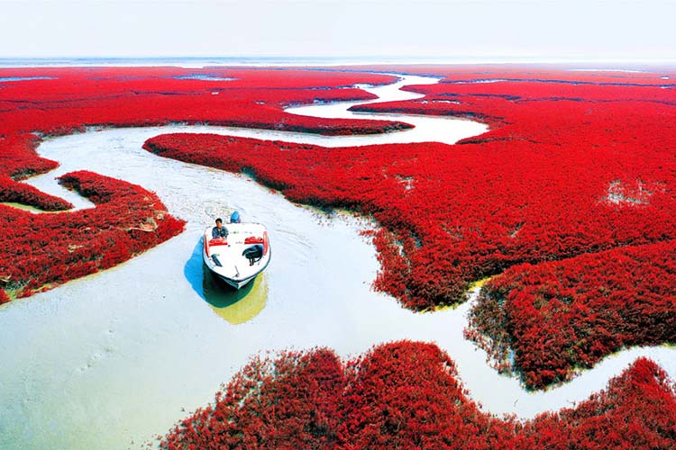 ساحل قرمز در چین، ساحلی پوشیده از جلبک های قرمز