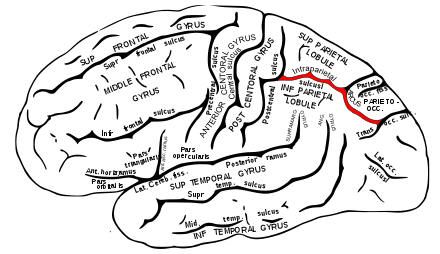 شیار داخلی مغز