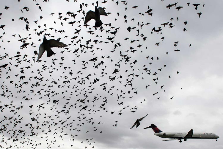 میزان تاخیر پرواز توسط پرنده‌ها چقدر است؟