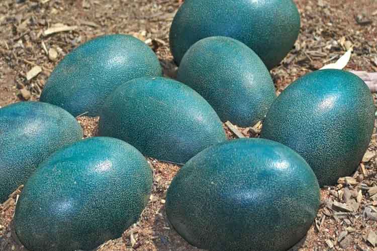 تخمهای آبی دایناسورها نشان از شباهت غیرمنتظره دایناسورها و پرندگان مدرن دارد