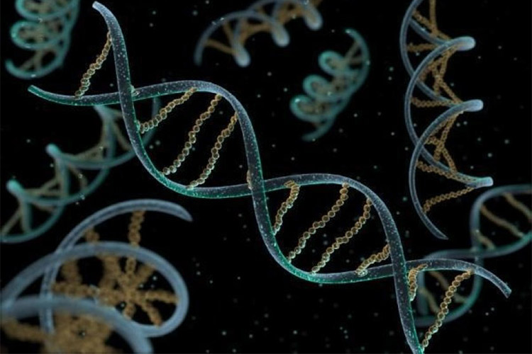 RNA: در جستجوی نخستین مولکول همانندساز که آغازگر حیات اولیه بود