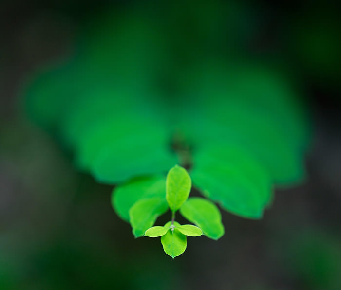 نمونه تصویر لنز Samyang 135mm F/2