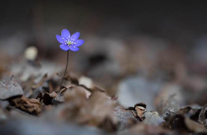 نمونه تصویر لنز Samyang 135mm F/2