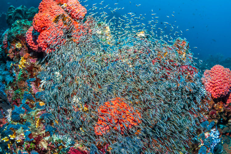 چرا صخره‌های مرجانی آسیای جنوب شرقی و استرالیا سرشاز از گونه های زیستی هستند