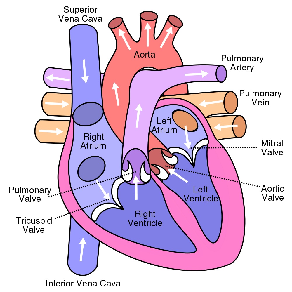 ساختار قلب انسان